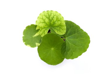 Beyaz arkaplanda yeni gotik kola yaprakları.