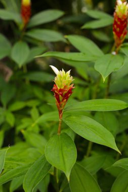 Hintli kızıl, Costus Specosus