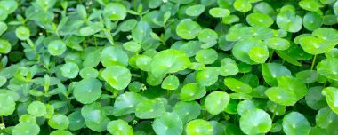 Centella asiatica (gotu kola). Taze yeşil yapraklı bitki arka planı.