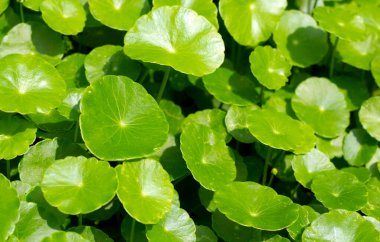 Taze yeşil bitki yaprakları centella asiatica (gotu kola)