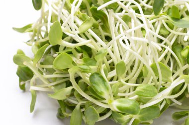 Beyaz arka plan ayçiçeği Filiz.