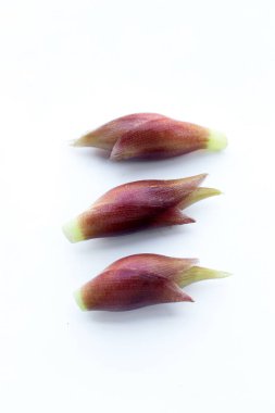 Beyaz arka planda taze myoga.