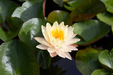 Nilüfer çiçeği havuzunda güzel sarı bir su zambağı 