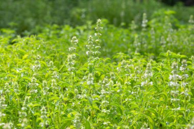 Limon fesleğeni, fesleğen, kıllı fesleğen