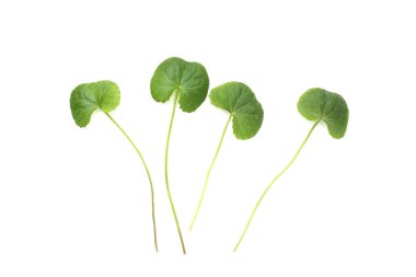 Beyaz arkaplanda yeni gotik kola yaprakları.