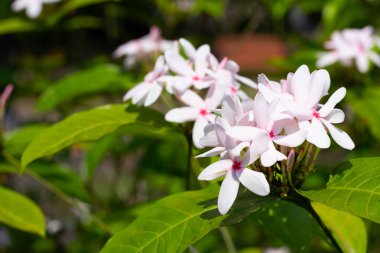 Kopsia meyveli pembe çiçek bahçede.
