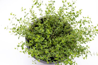 Beyaz arka plan üzerinde taze limon kekik.