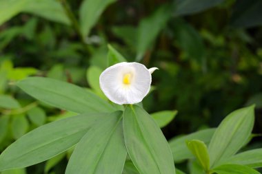 Hintli kızıl, Costus Specosus