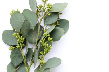 Beyaz arka planda okaliptüs yaprakları. Yeşil yaprak dalları.