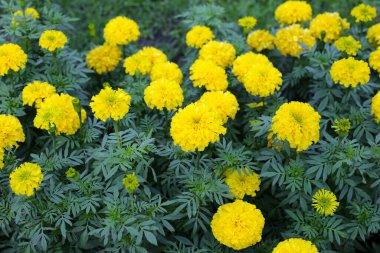 Güzel kadife çiçeği Çiçek bahçesinde