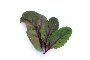 Beyaz arka planda İsviçre pazısı. Bebek yaprağı İsviçre pazarı