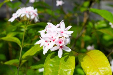 Kopsia meyveli pembe çiçek bahçede.