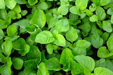 Bahçedeki yeşil çiçek.