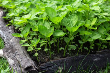 Bahçedeki yeşil çiçek.
