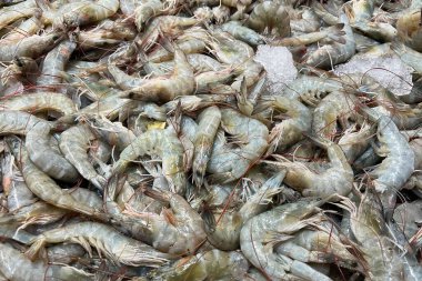 Buzda taze deniz gömleği. Deniz ürünleri pazarı