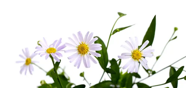 Marguerite daisy on white background.