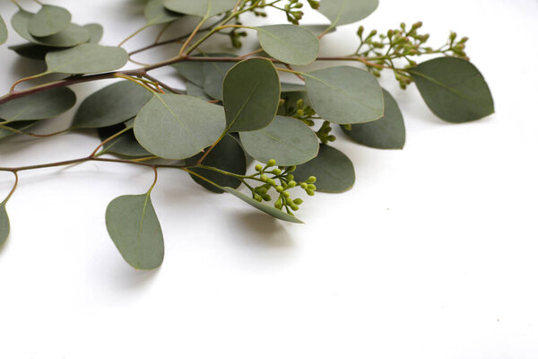 Eucalyptus leaves on white background. Green leaf branches.