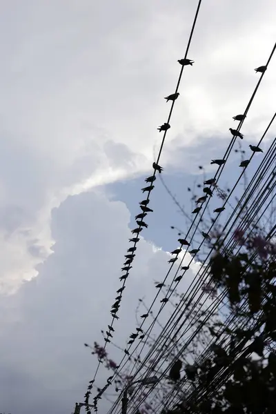Silhouette birds on wire cable against blue sky