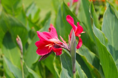 Kırmızı Canna çiçek bahçesinde