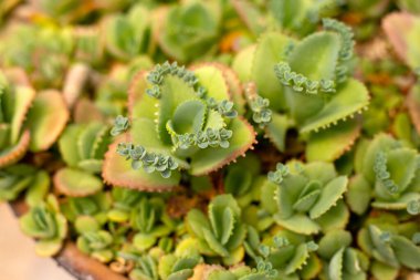 Binlerce bitki ya da kalchoe daigremontiana 'nın annesi.