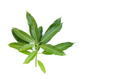 Mango yaprakları beyaz arkaplanda.