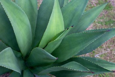 Bahçedeki Agave bitkisi. Agave guiengola