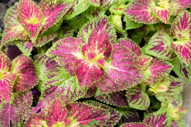 Bahçeye boyalı ısırgan otu.