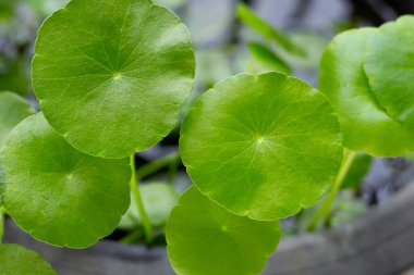 Centella asiatica (gotu kola). Taze yeşil yapraklı bitki.