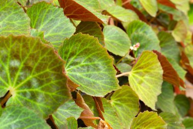 Begonia klorneura yaprakları bahçede.