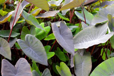 Siyah Fil. Kulak Bitkisi, Fil Kulak Kara Büyü