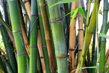 Bahçedeki taze yeşil bambu ağacı