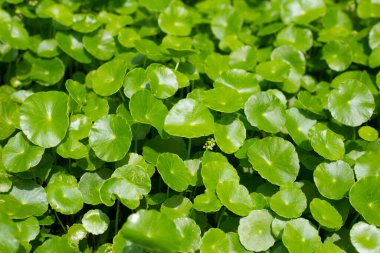 Taze yeşil bitki yaprakları centella asiatica (gotu kola)