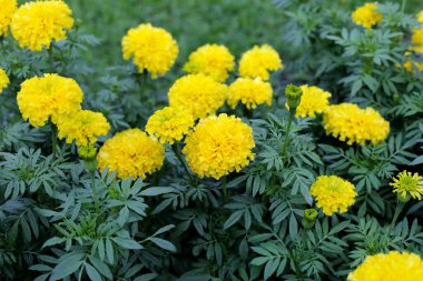 Güzel kadife çiçeği Çiçek bahçesinde