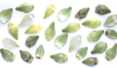 Fresh artichoke petals on white background