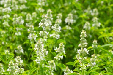 Limon fesleğeni, fesleğen, kıllı fesleğen