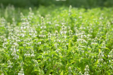 Limon fesleğeni, fesleğen, kıllı fesleğen
