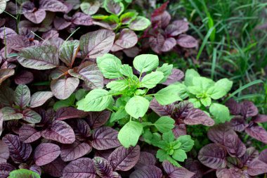 Bahçedeki Amaranth bitkisi