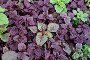 Bahçedeki Amaranth bitkisi