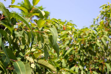 Okaliptüs ağacı Park