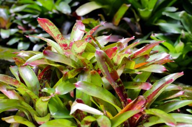 Bromeliad bahçede. Renkli bitki yaprakları