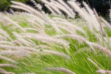 Çeşme otu veya pennisetum alopecuroides