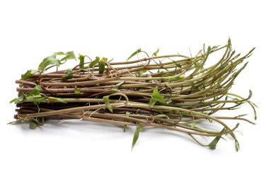 Beyaz zemin üzerinde su konvülvüsü ya da su ıspanağı.