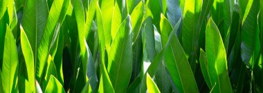 Bahçedeki Heliconia psittacorum bitkisi