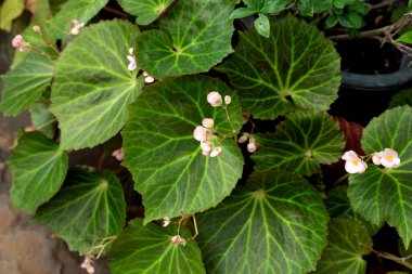 Bahçedeki begonya bitkileri