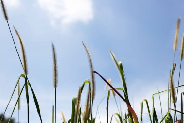 Mavi gökyüzü ile çimen çiçekler