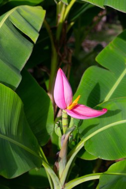 Pembe çiçekli tropik muz ağacı. Yeşil yapraklar