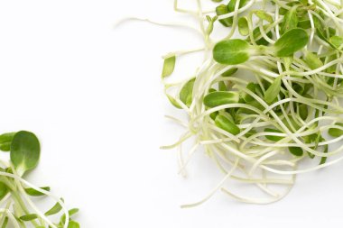 Beyaz arka plan ayçiçeği Filiz.