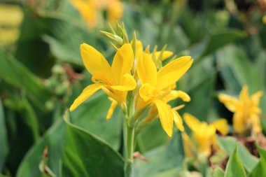 Bahçede sarı konserve çiçeği