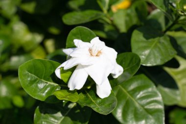 Yasemin Burnu ya da bahçe çiçeği