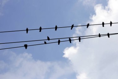 siluet kuşlar üstünde tel kablo mavi gökyüzü